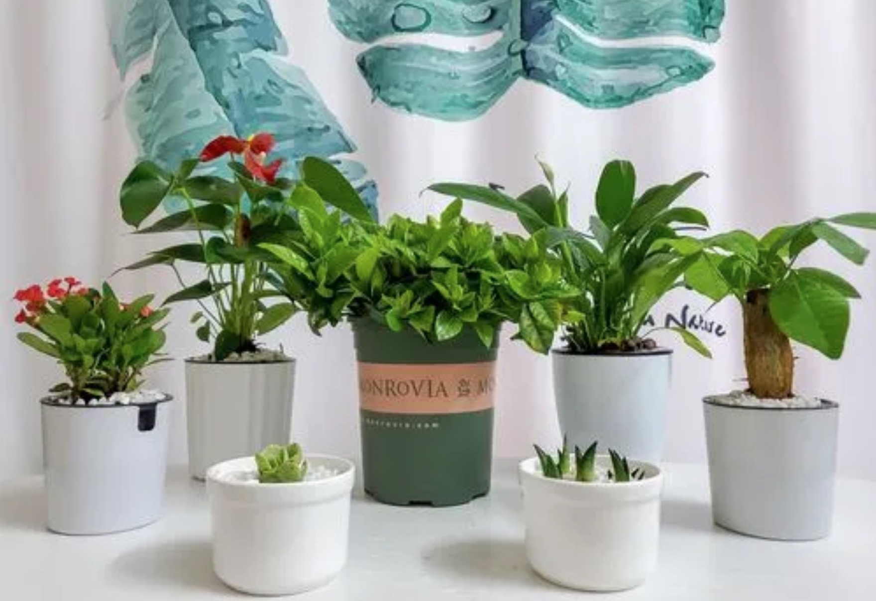 綠植吸甲醛