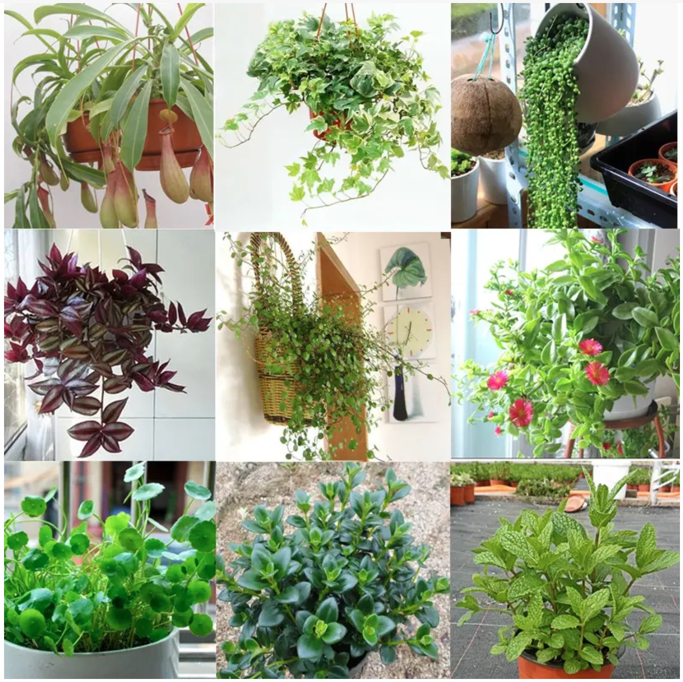 能吸甲醛的綠植