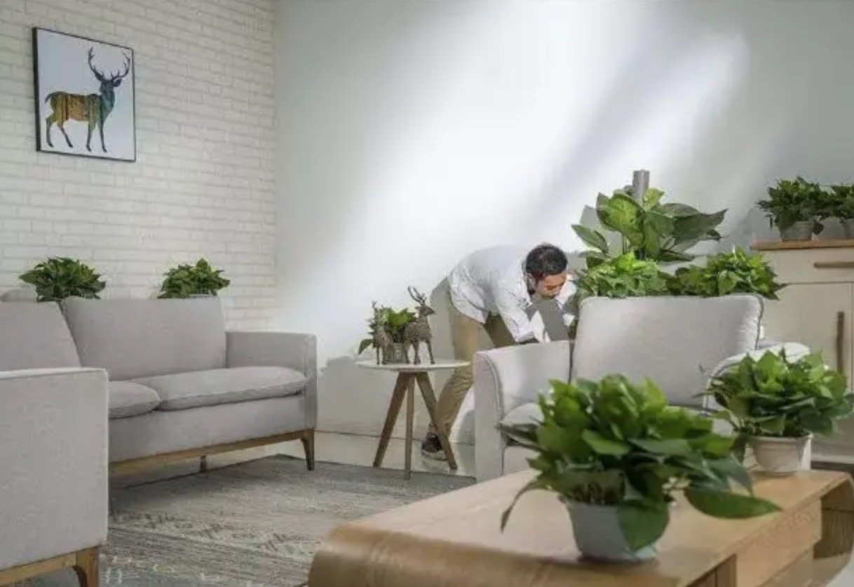 綠植吸甲醛