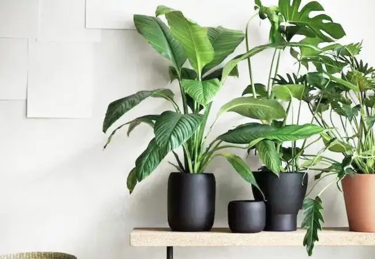綠植吸甲醛