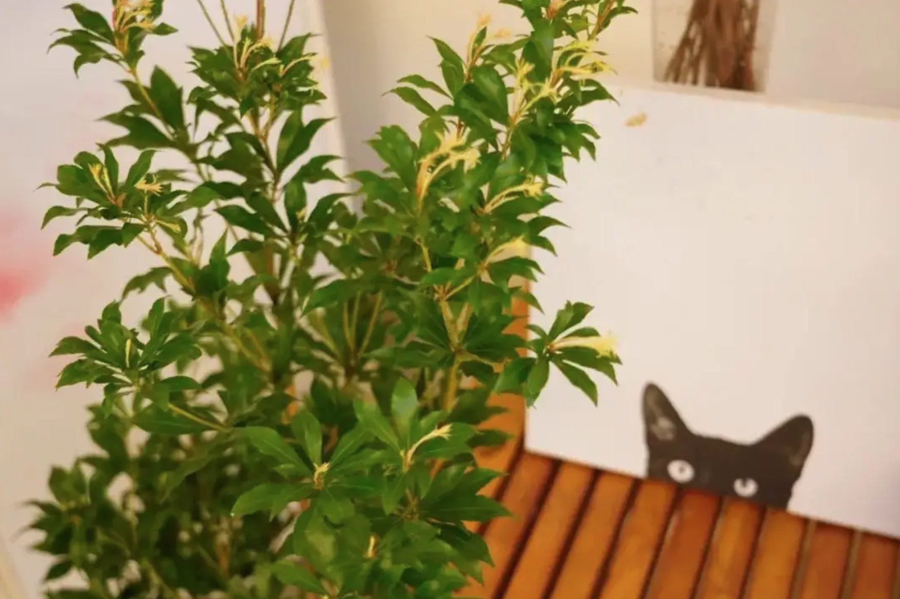 家里買了一盆馬醉木，能吸甲醛嗎？