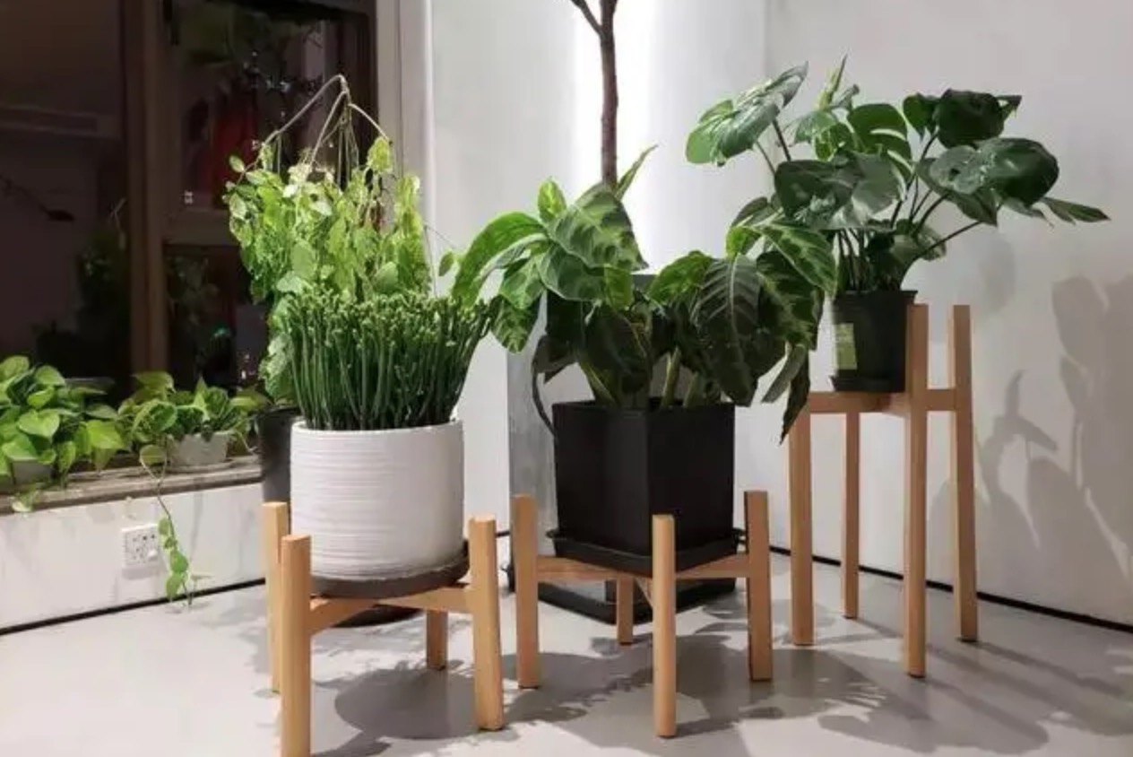 綠植除甲醛