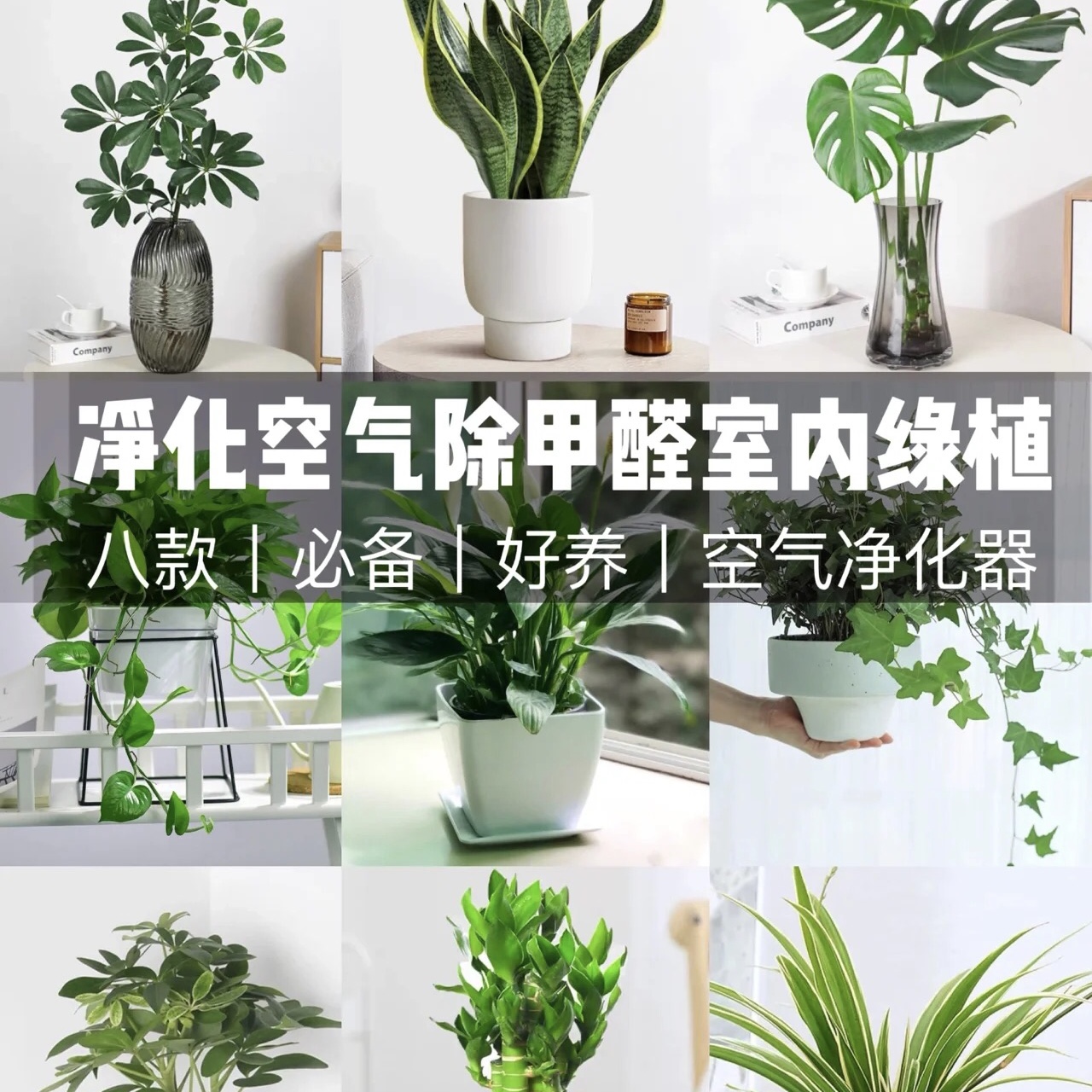 綠蘿凈化空氣