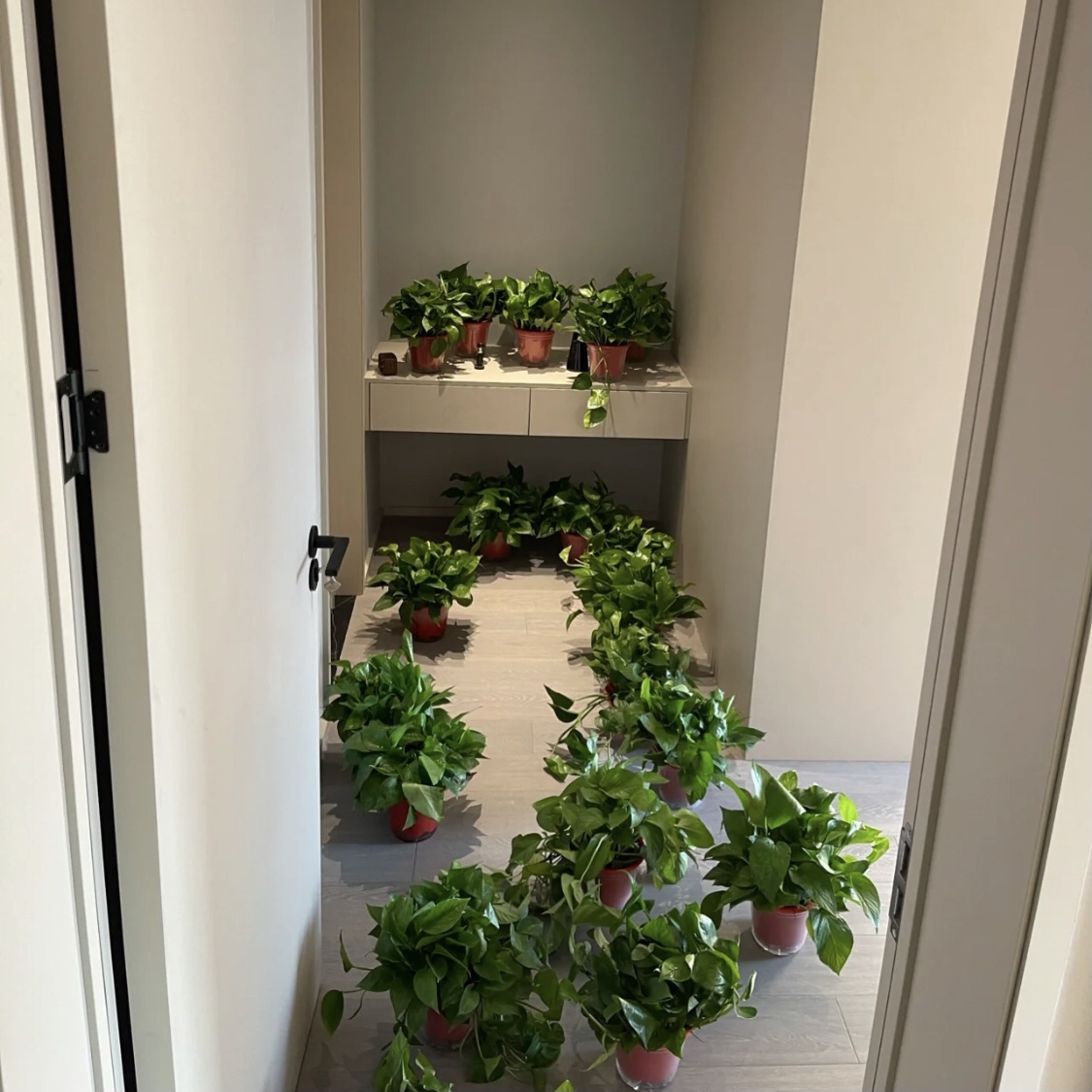 凈化空氣吸甲醛最好的植物有哪些？