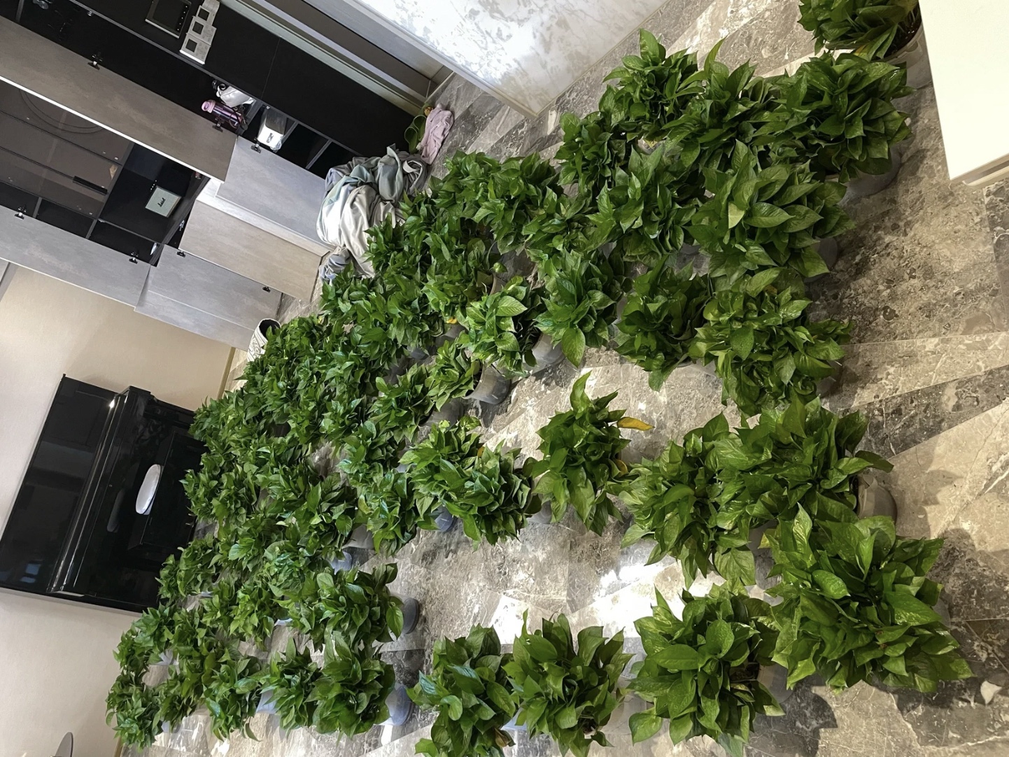 綠植吸甲醛和異味