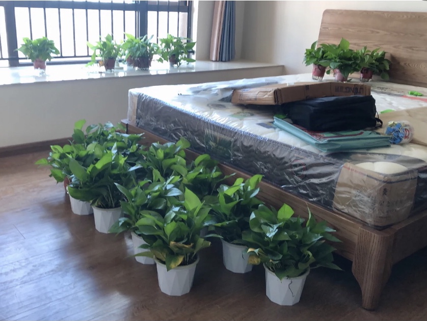 綠植吸甲醛