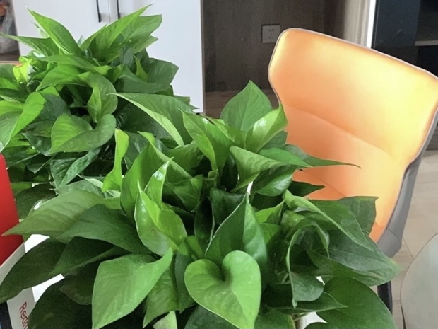 綠植吸甲醛