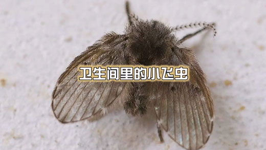 衛(wèi)生間的蛾蚋可以直接用手拍死嗎？