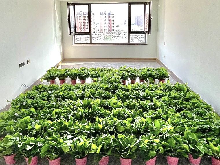 綠蘿除甲醛要當多少盆才行？