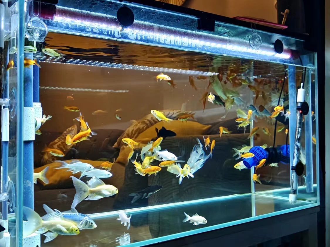 魚(yú)缸怎么清洗更干凈？